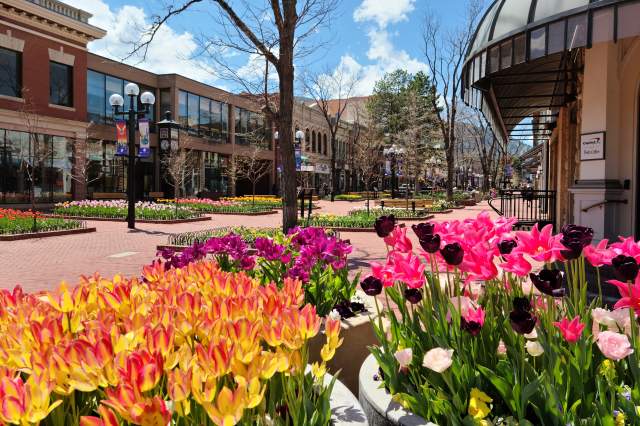 Tulips in an assortment of bright colors line Boulder's famous Pearl Street in Spring