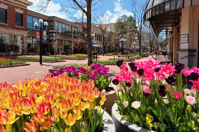 Tulips in an assortment of bright colors line Boulder's famous Pearl Street in Spring