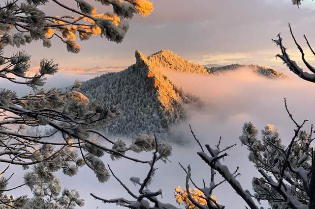 Cloud inversion with mountains lit by sun above layer of clouds framed by pine trees