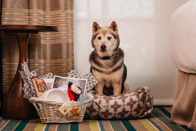 Dog welcome basket at The Alfond Inn