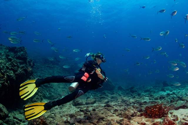 A diver in a scuba suit, and yellow flippers explores the vibrant underwater world of the ocean at Islas de Afuera, Coiba Island, Golfo de Chiriquí.