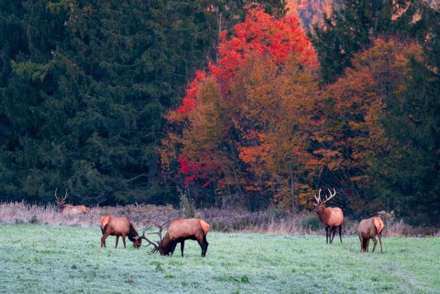 Elk on a field with vibrant fall foliage in the background