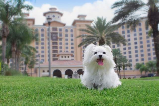 Rosen Shingle Creek dog