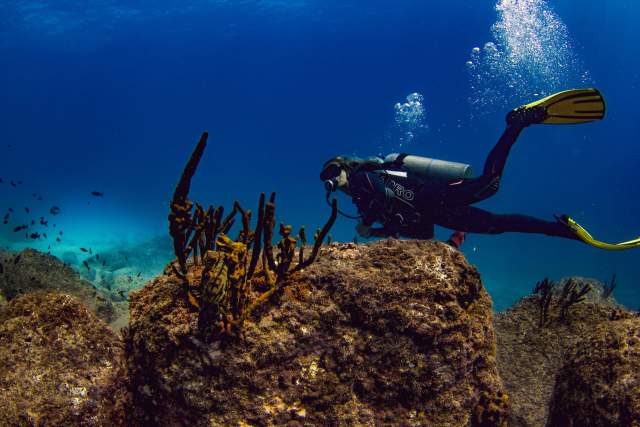 A person diving near beautiful corals in a blue and turquoise sea