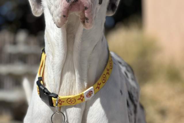 A close-up of a Great Dane wearing a yellow collar, squinting slightly in bright sunlight with a soft-focus background.