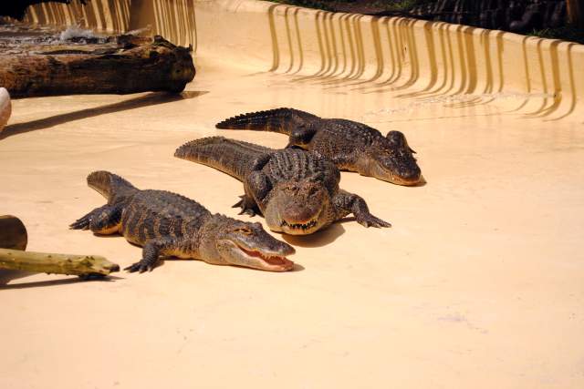 Fun Spot America gators