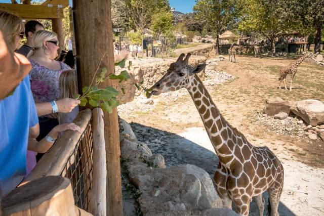 Giraffes at Zoo