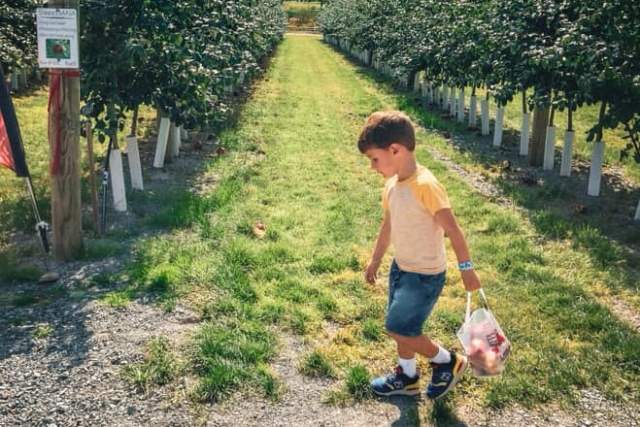 Young boy walking in between rows of trees at an apple orchard