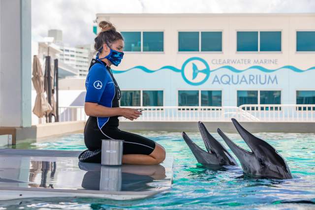 Clearwater Marine Aquarium trainer dolphins