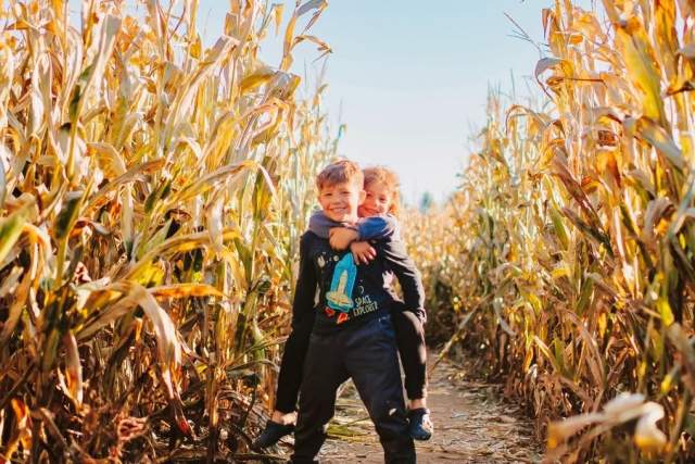 A little kid on another little boys back in the middle of a corn field