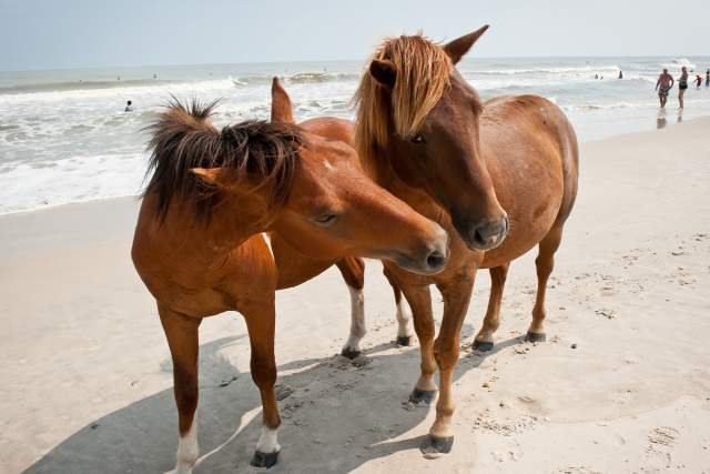 Horses on Assateague Beach