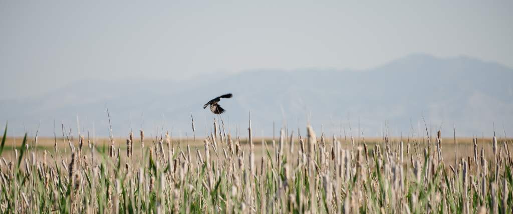 Bird flying at The Great Salt Lake