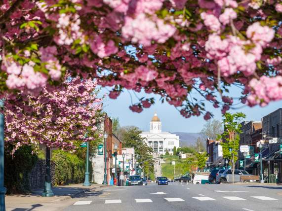 Sylva with Cherry Blossoms