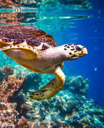 Sea turtle in Los cabo