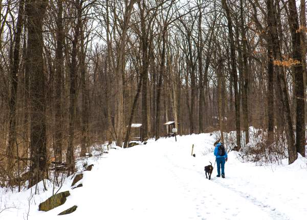 A person and their dog walking along a snowy trail through the winter forest