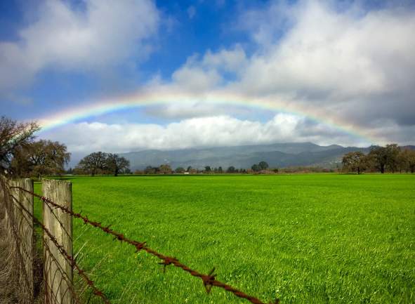 Winter in Sonoma Valley