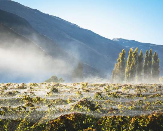 The Bustle of Queenstown's Wine Harvest