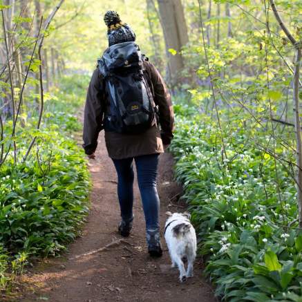 Woman walking a small white dog through bluebells in a wood in Bristol
