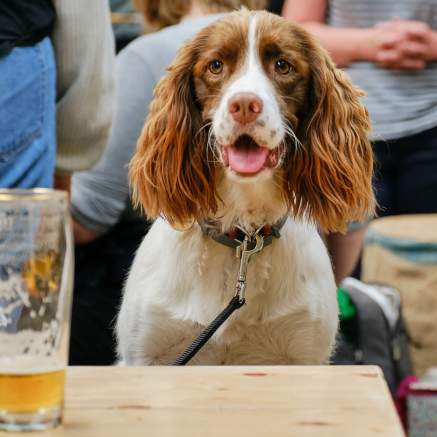 Spaniel sat at table with empty pint glass on table