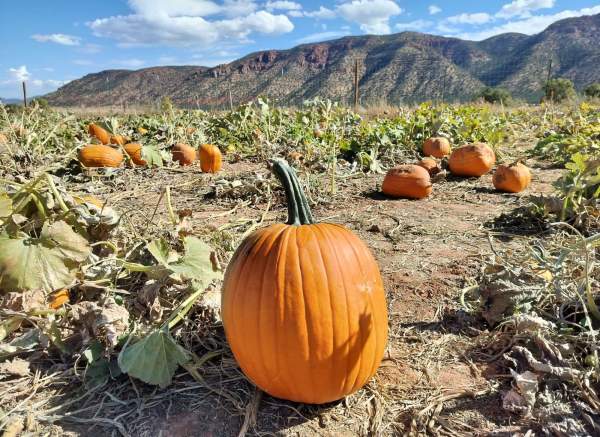 Judd Pumpkin Patch