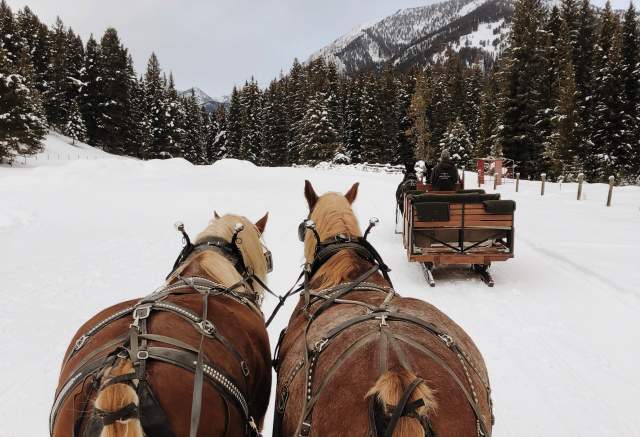 Sleigh Rides in Big Sky