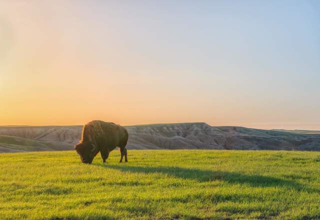 Bison grazing on a patch of green grass in Badlands National Park with the sun setting