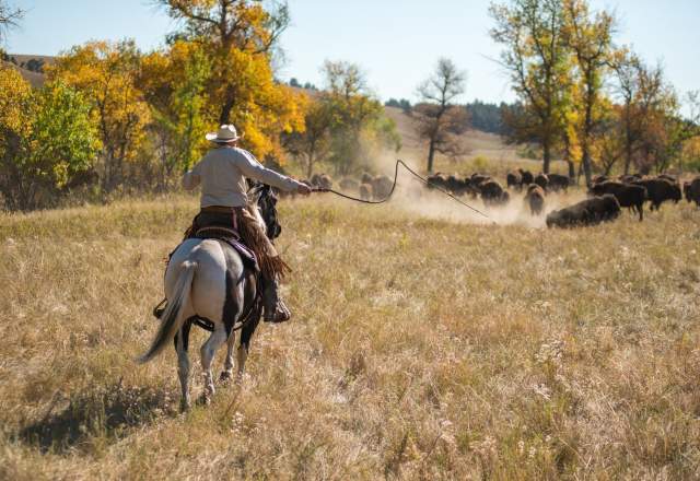 7 Pro Tips For Attending The Annual Buffalo Roundup
