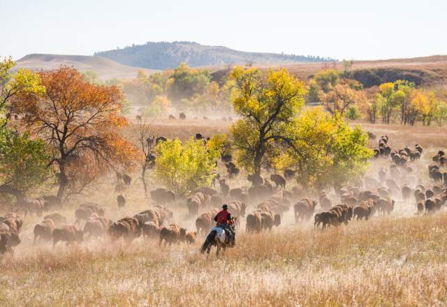 cowboy chasing bison on horseback through custer state park during the roundup event