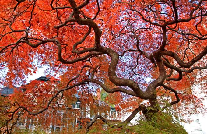 tree, fall colors
