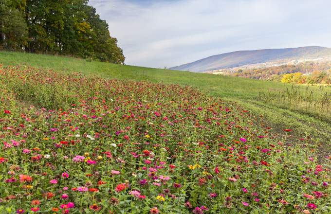 Field at Northhill Orchard