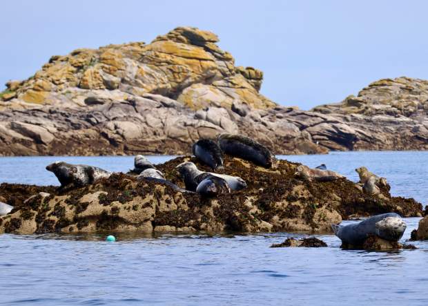 Seals on rock
