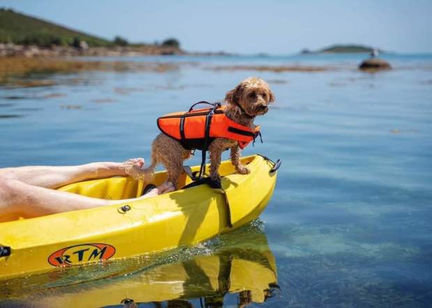 Dog on a kayak