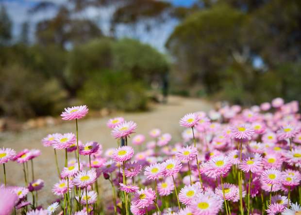 Everlasting Wildflowers Walking Trail