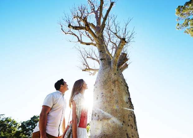 Boab Tree | Kings Park