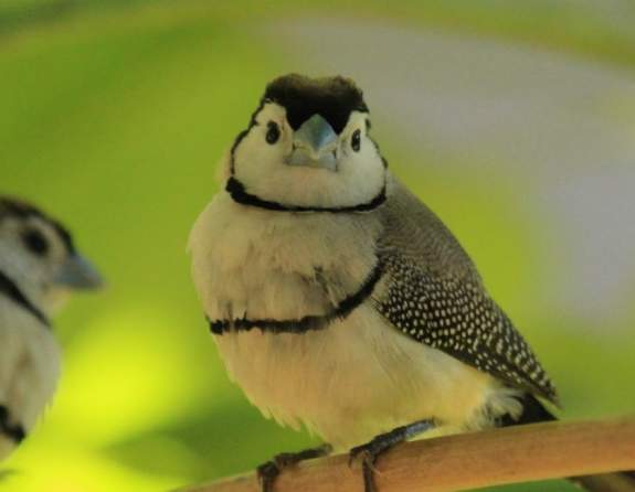 Birdwatching along the Gibb River Road