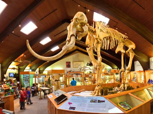 Dee The Mammoth