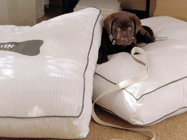 Pet friendly travel options sales