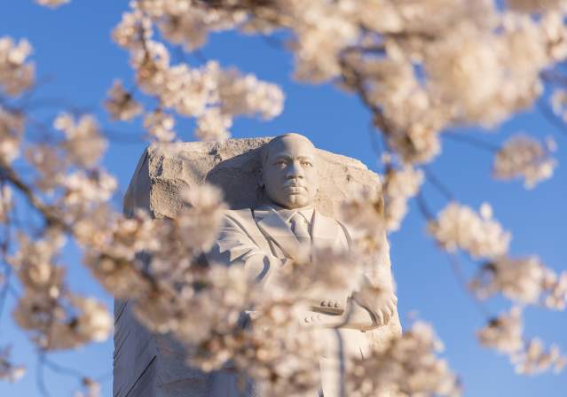Martin Luther King, Jr. Memorial with Cherry Blossoms.