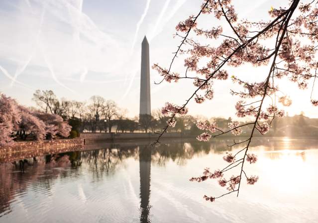 The Washington Monument with Cherry Blossoms.
