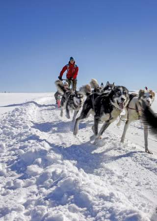 Hundekjøring i full fart med Sjusjøen Husky Tours