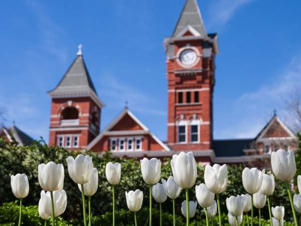Samford Lawn Tulips Flowers