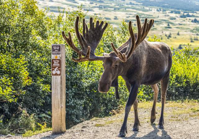 Where do moose live cheap