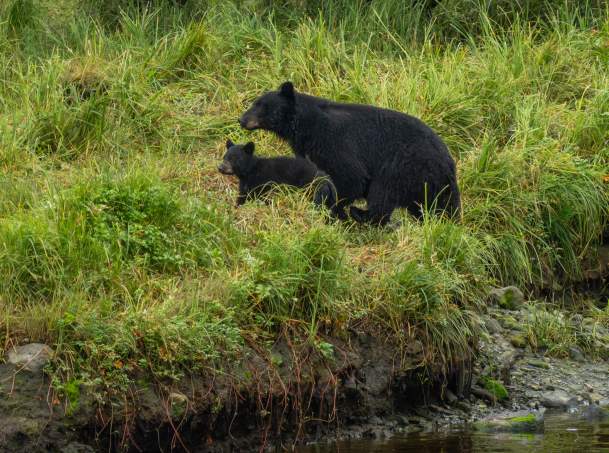 Bear and Cub at Herring Cove 2025 - 2