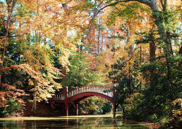 Crim Dell Bridge at College of WIlliam & Mary surrounded by nature