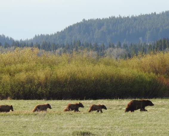 399 & Four Cubs