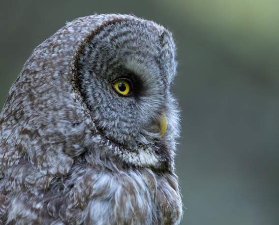Owl - Syler