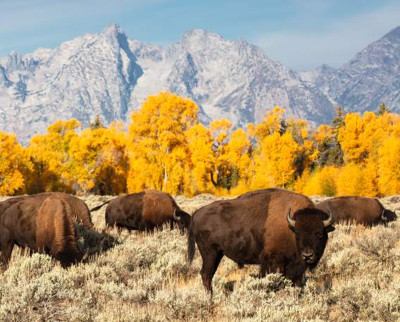 Bison in the Fall
