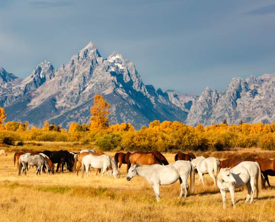Fall & Horses in the Tetons
