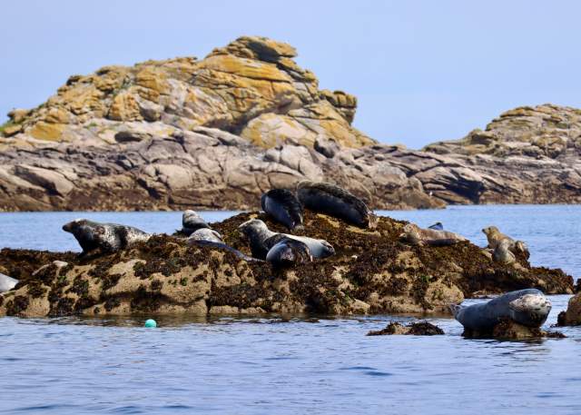 Seals on rock