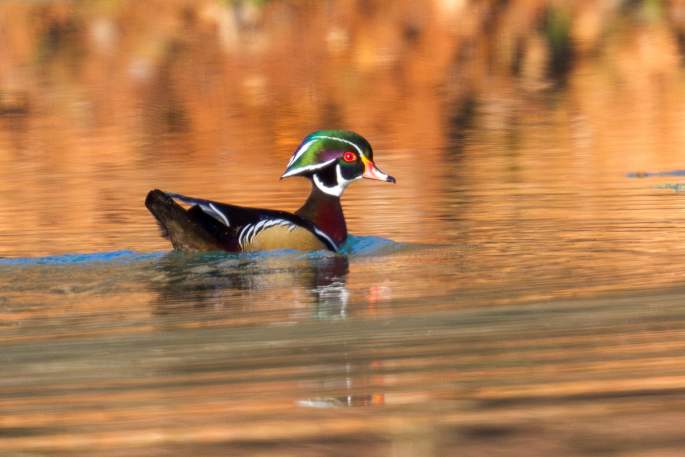 Wood Duck at Dunbar Cave